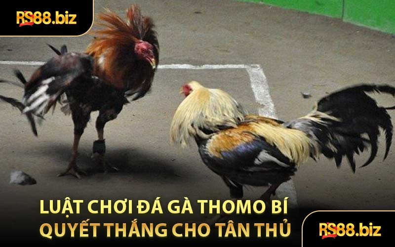 Luật Chơi Đá Gà Thomo Bí Quyết Thắng Cho Tân Thủ