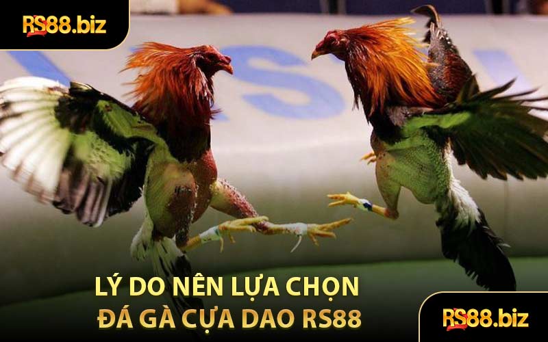 Lý Do Nên Lựa Chọn Đá Gà Cựa Dao RS88