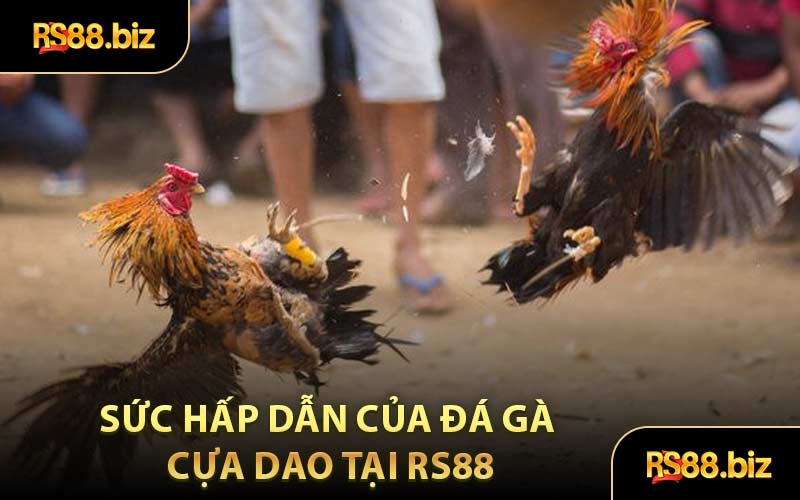 Sức Hấp Dẫn Của Đá Gà Cựa Dao Tại RS88