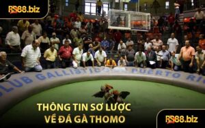 Thông Tin Sơ Lược Về Đá Gà Thomo