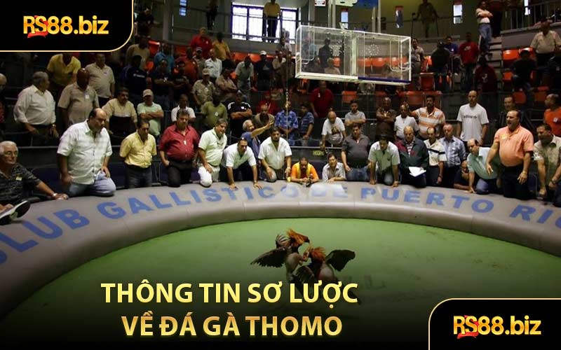 Thông Tin Sơ Lược Về Đá Gà Thomo